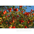 Factory supply pure natural rosehip carrier oil bulk